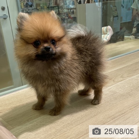 ポメラニアンの写真
