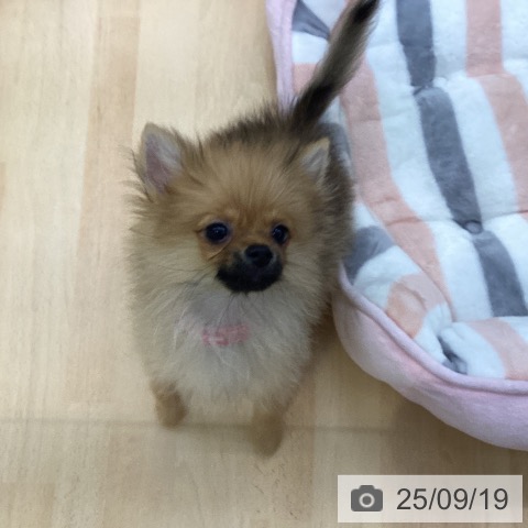 ポメラニアンの写真