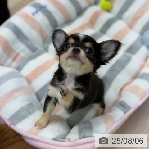 チワワの写真