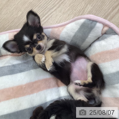 チワワの写真