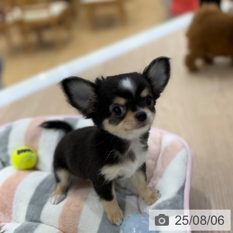 チワワの写真