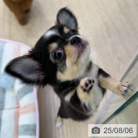 チワワの写真