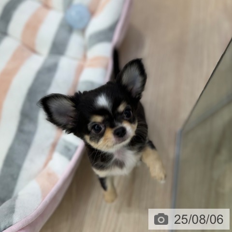 チワワの写真