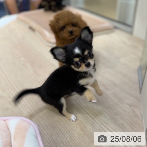 チワワの写真