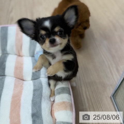 チワワの写真