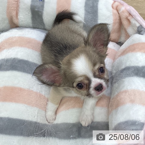 チワワの写真
