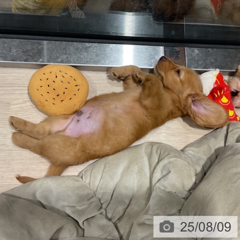 ミニチュア・ダックスフンドの写真
