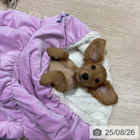 ミニチュア・ダックスフンドの写真