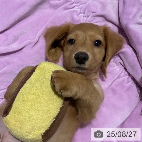 ミニチュア・ダックスフンドの写真