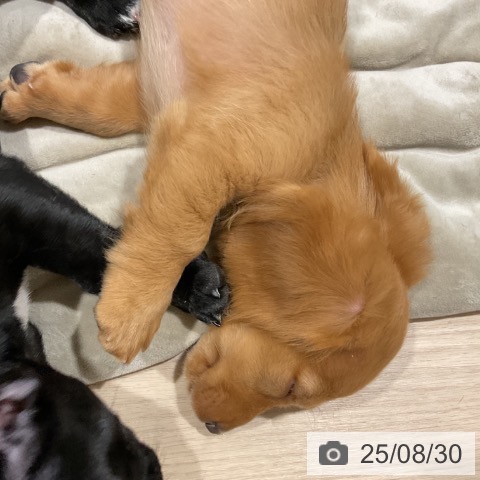 ミニチュア・ダックスフンドの写真