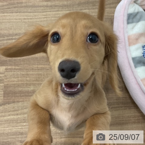 ミニチュア・ダックスフンドの写真
