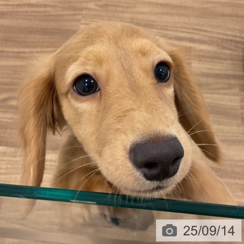 ミニチュア・ダックスフンドの写真