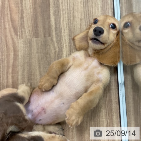 ミニチュア・ダックスフンドの写真