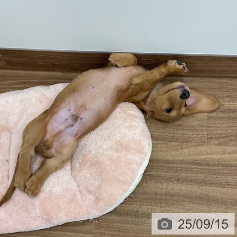 ミニチュア・ダックスフンドの写真