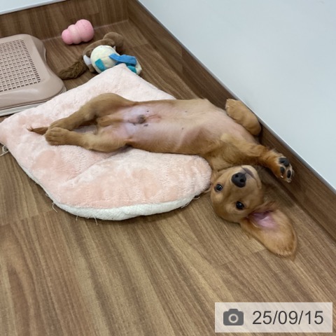 ミニチュア・ダックスフンドの写真