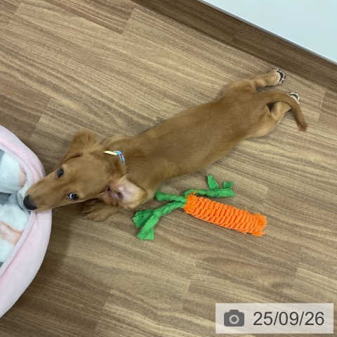ミニチュア・ダックスフンドの写真