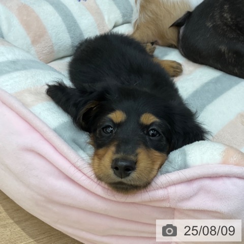 ミニチュア・ダックスフンドの写真