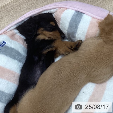 ミニチュア・ダックスフンドの写真