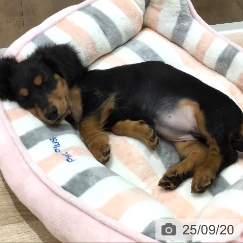 ミニチュア・ダックスフンドの写真