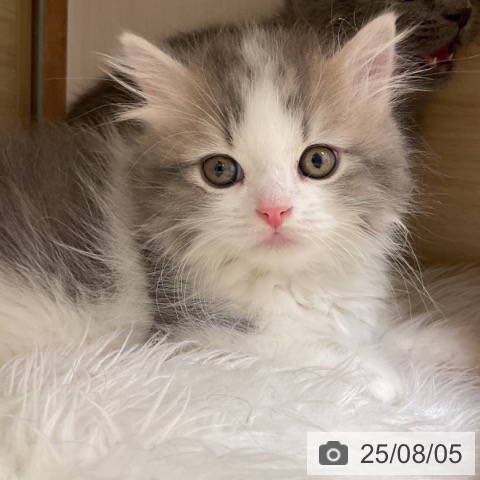 マンチカンの写真