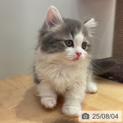 マンチカンの写真