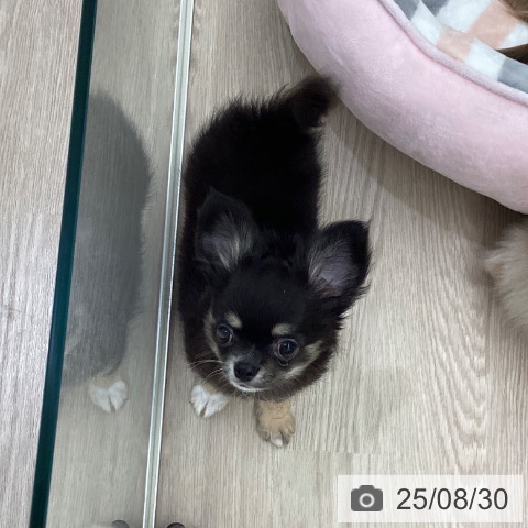 チワワの写真