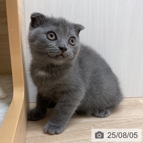スコティッシュフォールドの写真