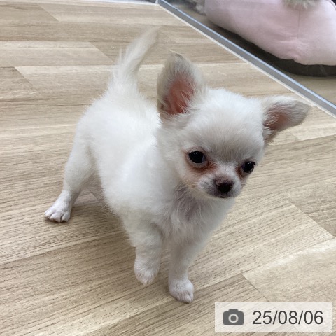 チワワの写真