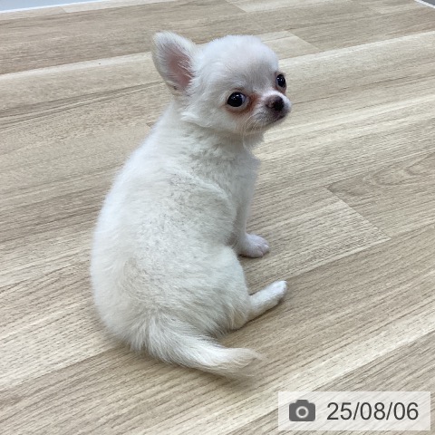 チワワの写真