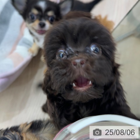 トイ・プードルの写真