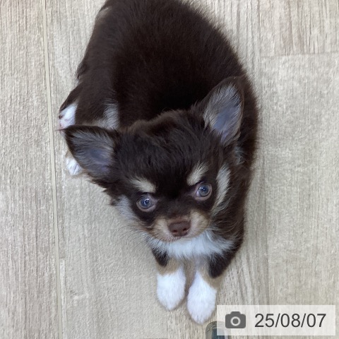 ミニチュア・ダックスフンドの写真
