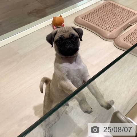 パグの写真