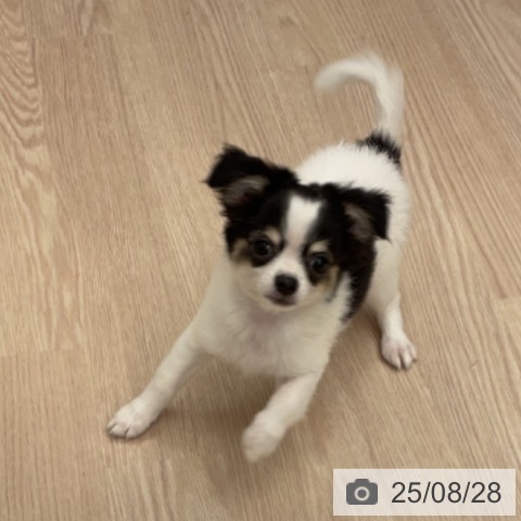 チワワの写真
