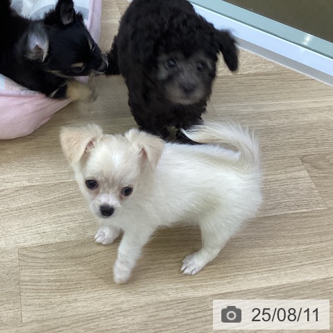 チワワの写真
