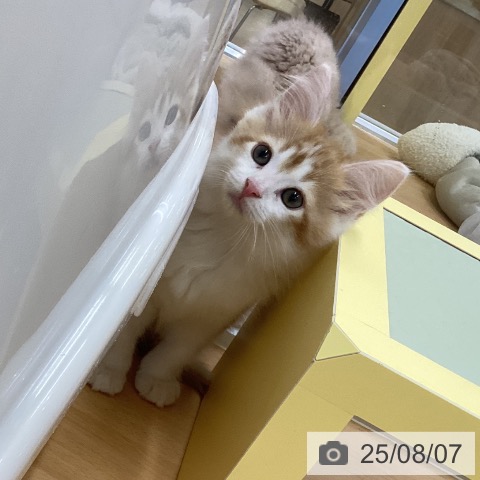 ノルウェージャンフォレストキャットの写真