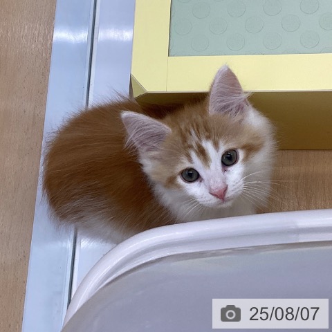 ノルウェージャンフォレストキャットの写真