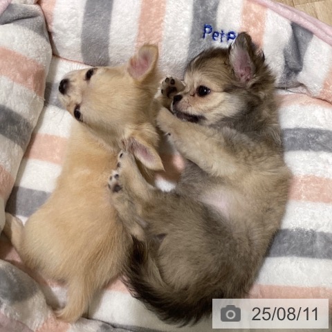 チワワの写真