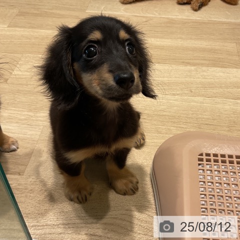 ミニチュア・ダックスフンドの写真