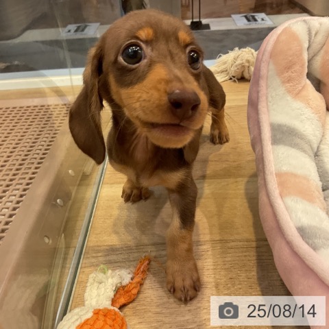 ミニチュア・ダックスフンドの写真