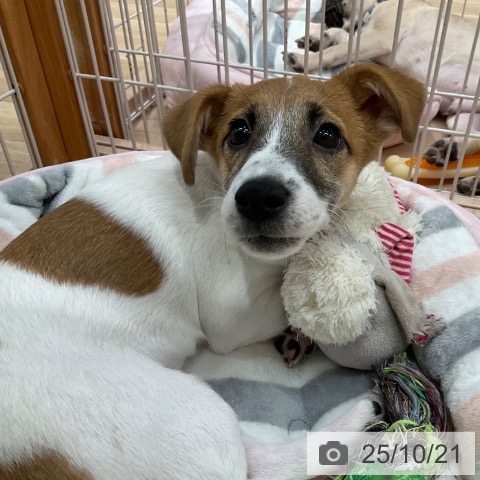 ジャック・ラッセル・テリアの写真