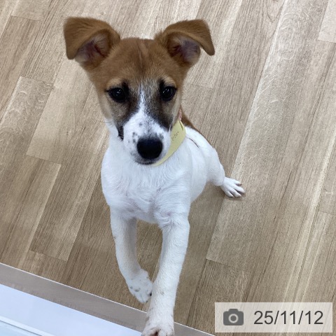 ジャック・ラッセル・テリアの写真