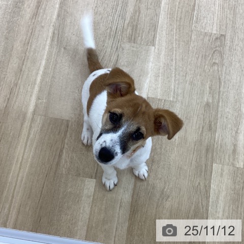 ジャック・ラッセル・テリアの写真