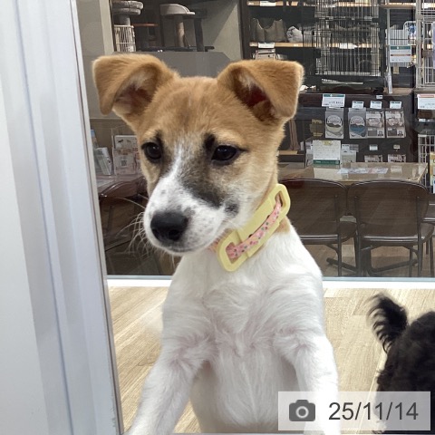 ジャック・ラッセル・テリアの写真