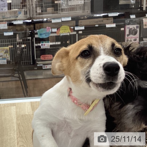 ジャック・ラッセル・テリアの写真