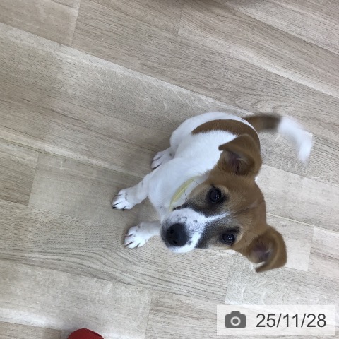 ジャック・ラッセル・テリアの写真