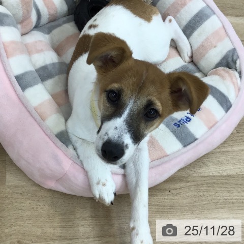 ジャック・ラッセル・テリアの写真