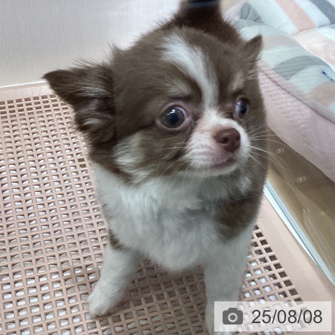 チワワの写真