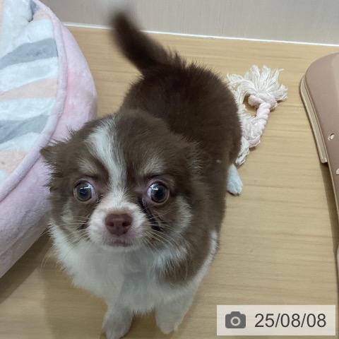 チワワの写真