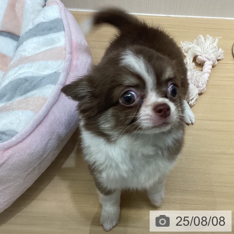 チワワの写真