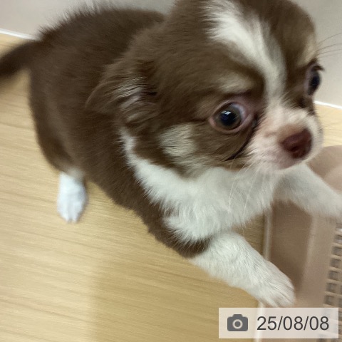 チワワの写真